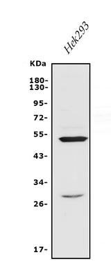 Anti-Endothelin A Receptor/ET-A/EDNRA Antibody Picoband® Boster Bio