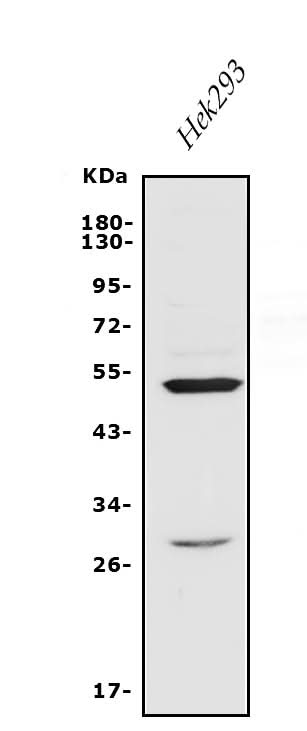 Anti-Endothelin A Receptor/ET-A/EDNRA Antibody Picoband® Boster Bio