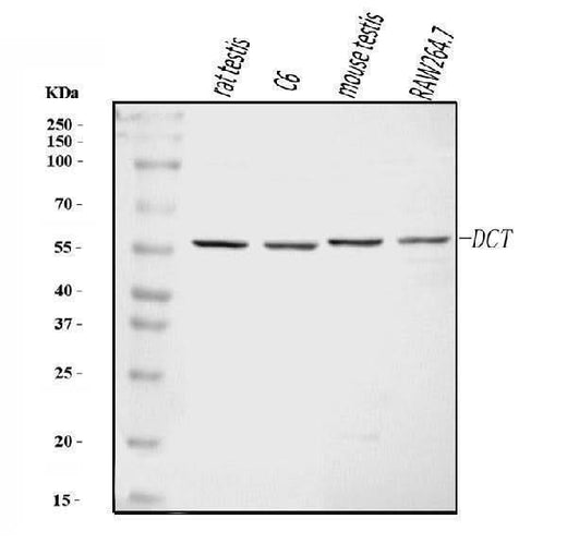 Anti-TRP2/DCT Antibody Picoband® Boster Bio