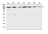 Anti-PER3 Antibody Picoband® Boster Bio