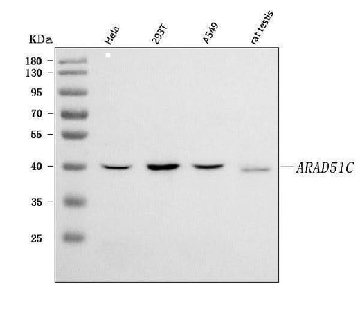 Anti-RAD51C Antibody Picoband® Boster Bio