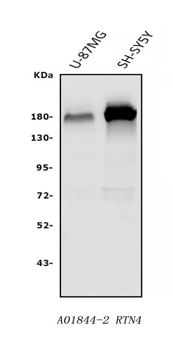 Anti-Nogo A/RTN4 Antibody Picoband® Boster Bio
