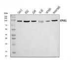 Anti-KPNB1 Antibody Picoband® Boster Bio
