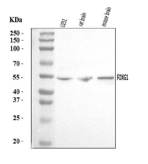 Anti-FOXG1 Antibody Picoband® Boster Bio