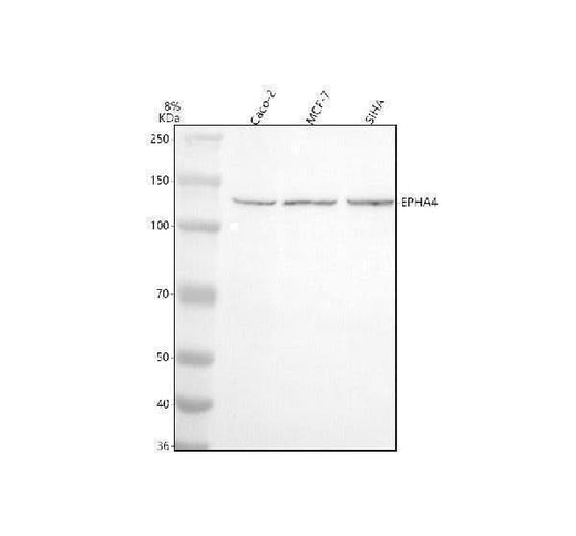 Anti-EPHA4 Antibody Picoband® Boster Bio