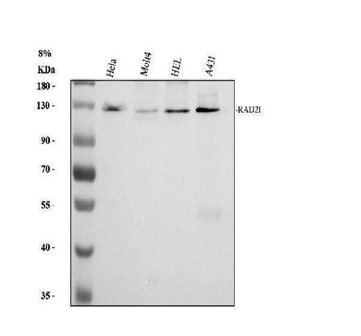 Anti-RAD21 Antibody Picoband® Boster Bio