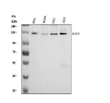 Anti-RAD21 Antibody Picoband® Boster Bio