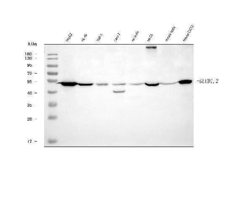 Anti-GLUD1/2 Antibody Picoband® Boster Bio