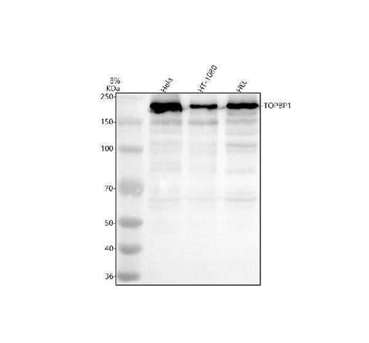 Anti-TOPBP1 Antibody Picoband® Boster Bio