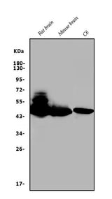 Anti-GAP43 Antibody Picoband® Boster Bio