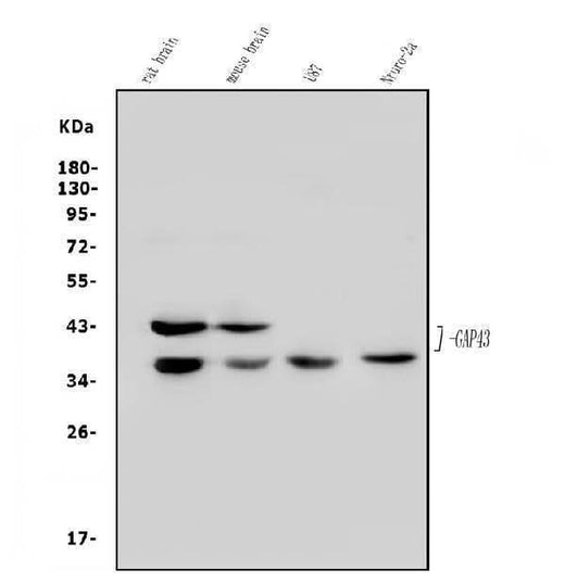 Anti-GAP43 Antibody Picoband® Boster Bio