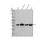 Anti-TMEM173/STING Antibody Picoband® Boster Bio