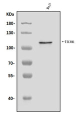 Anti-TRIF/TICAM1 Antibody Picoband® Boster Bio