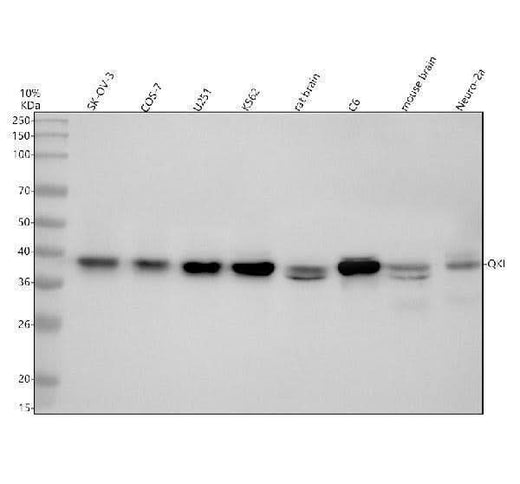 Anti-QKI Antibody Picoband® Boster Bio