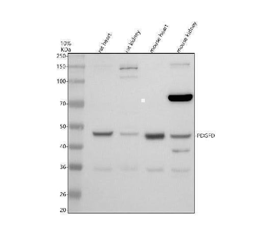 Anti-PDGFD Antibody Picoband® Boster Bio