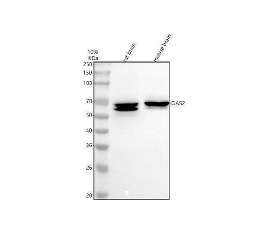Anti-OAS2 Antibody Picoband® Boster Bio