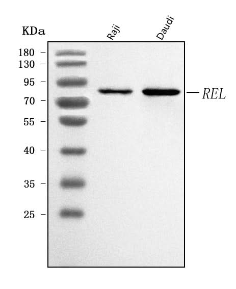 Anti-c-Rel/REL Antibody Picoband® Boster Bio