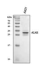 Anti-Kallikrein 6/KLK6 Antibody Picoband® Boster Bio
