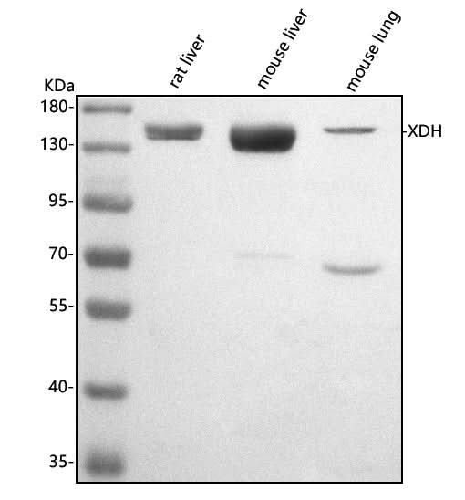 Anti-XDH Antibody Picoband® Boster Bio