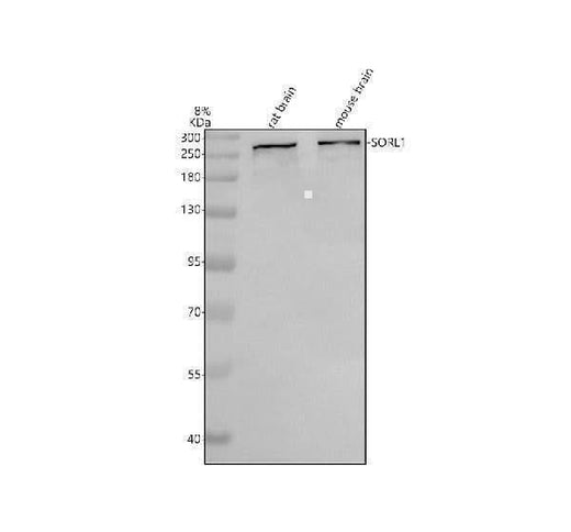Anti-SORLA/SORL1 Antibody Picoband® Boster Bio
