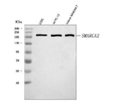 Anti-SMARCA2/BRM Antibody Picoband® Boster Bio