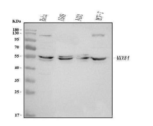 Anti-MDMX/MDM4 Antibody Picoband® Boster Bio