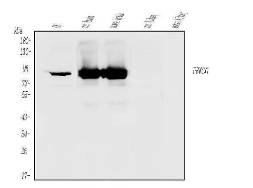 Anti-PKC gamma/PRKCG Antibody Picoband® Boster Bio