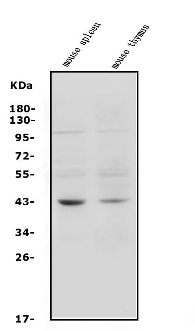 Anti-C5a-R/C5ar1 Antibody Picoband® Boster Bio
