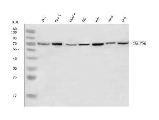Anti-CDC25B Antibody Picoband® Boster Bio