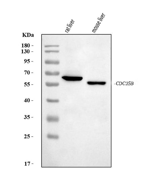 Anti-Cdc25b Antibody Picoband® Boster Bio