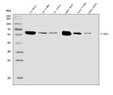 Anti-CAMKIV/Camk4 Antibody Picoband® Boster Bio