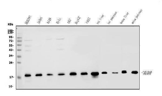 Anti-GABARAP Antibody Picoband® Boster Bio