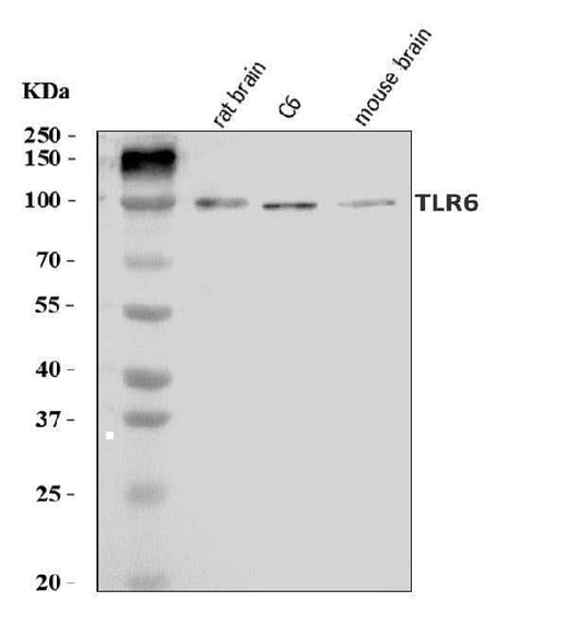 Anti-Tlr6 Antibody Picoband® Boster Bio
