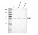 Anti-NMU Antibody Picoband® Boster Bio