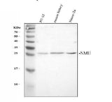 Anti-NMU Antibody Picoband® Boster Bio