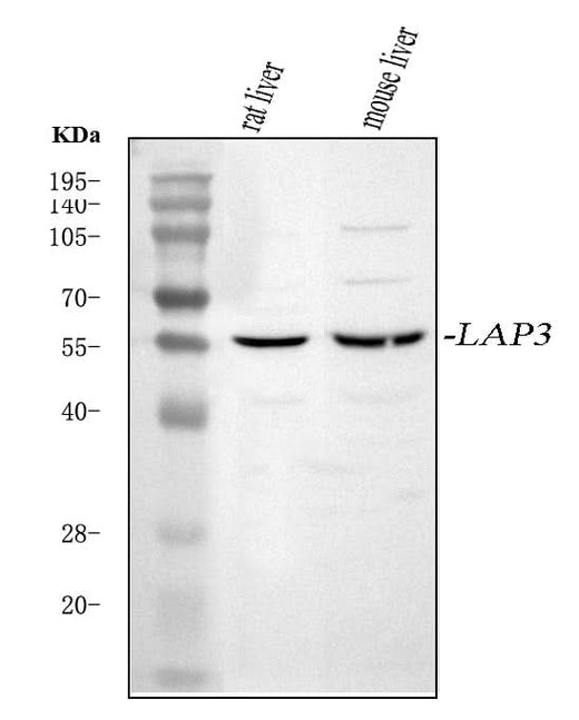 Anti-LAP3 Antibody Picoband® Boster Bio
