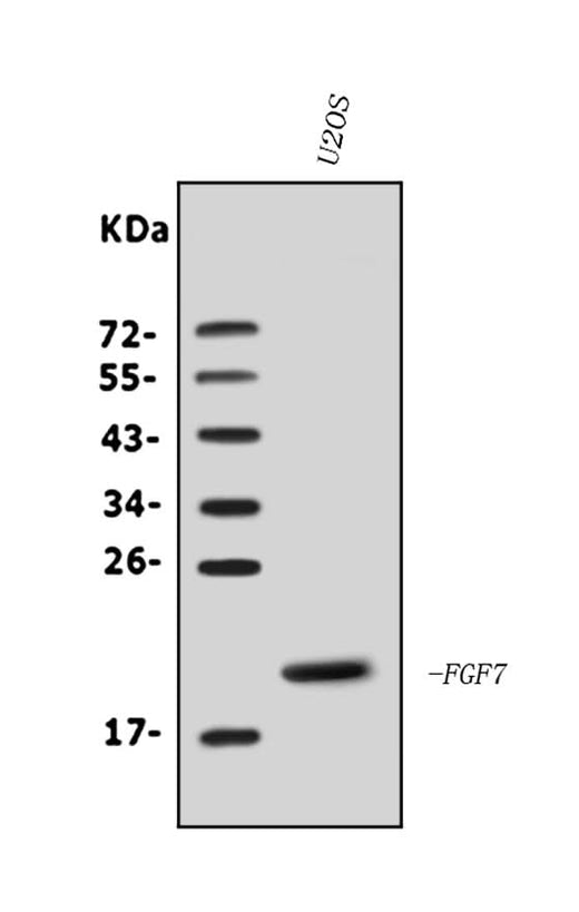 Anti-KGF/FGF7 Antibody Picoband® Boster Bio