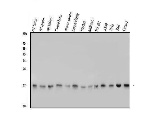 Anti-TTC11/FIS1 Antibody Picoband® Boster Bio