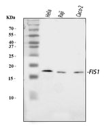 Anti-TTC11/FIS1 Antibody Picoband® Boster Bio