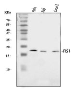 Anti-TTC11/FIS1 Antibody Picoband® Boster Bio