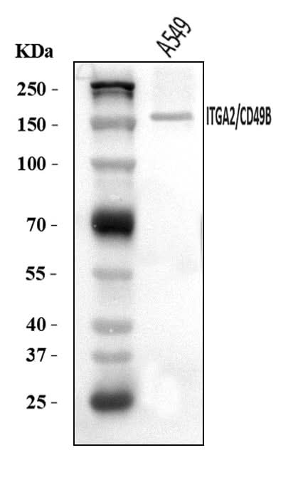 Anti-Integrin alpha 2/ITGA2 Antibody Picoband® Boster Bio