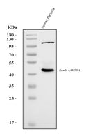Anti-KCNN4 Antibody Picoband® Boster Bio