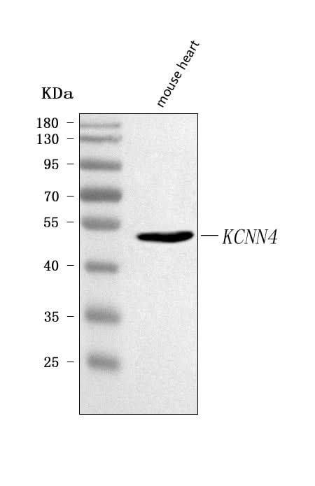 Anti-Kcnn4 Antibody Picoband® Boster Bio