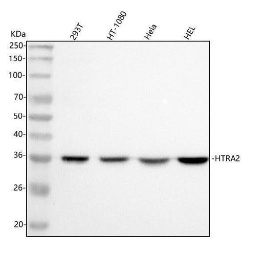Anti-HTRA2 Antibody Picoband® Boster Bio