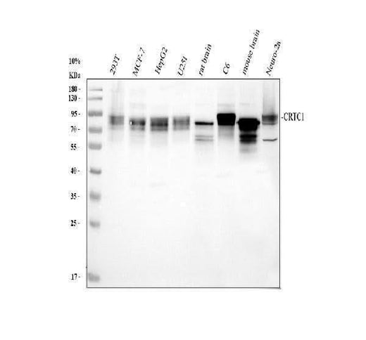 Anti-TORC1/CRTC1 Antibody Picoband® Boster Bio