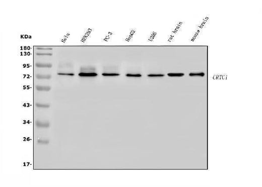 Anti-TORC1/CRTC1 Antibody Picoband® Boster Bio