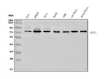Anti-TORC1/CRTC1 Antibody Picoband® Boster Bio