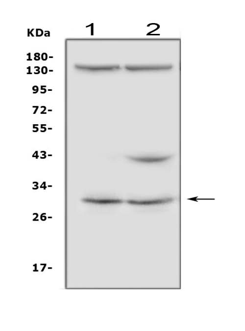 Anti-IGFBP5 Antibody Picoband® Boster Bio