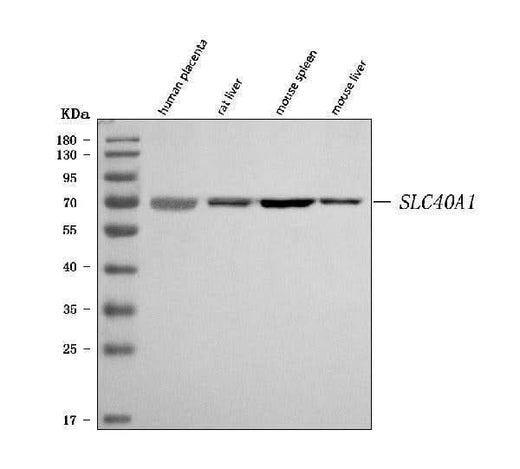 Anti-SLC40A1 Antibody Picoband® Boster Bio