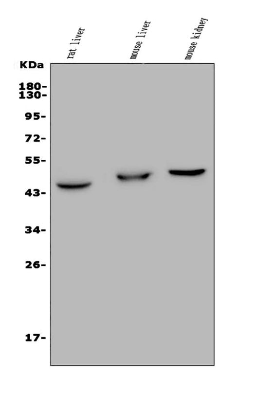 Anti-GPCR TGR5/GPBAR1 Antibody Picoband® Boster Bio